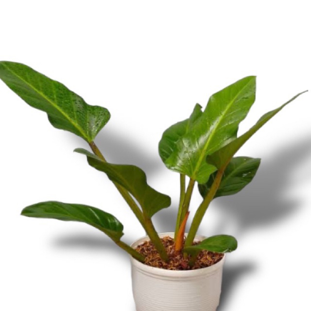 Tanaman Hias Philodendron Melodii Jumbo