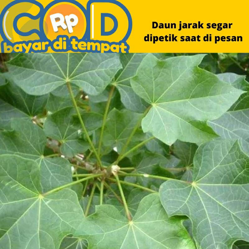 

daun jarak/godong jarak frezz dipetik saat dipesan perlembar