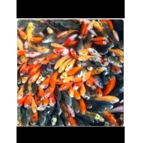 Bibit ikan mas untuk pakan predator/ ikan mas umpan predator / ikan mas literan / ikan mas