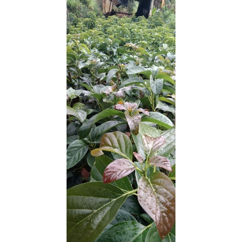 bibit alpukat/tabulampot jenis aligator/miki/peluang/redvietnam/kendil