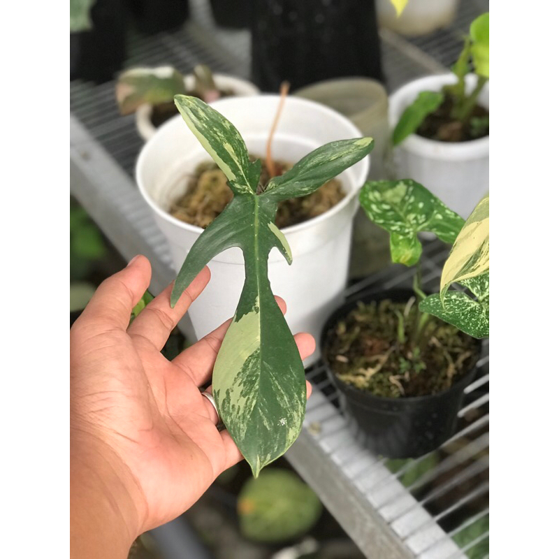 Philodendron Florida Beauty Variegata | Flobe Variegata