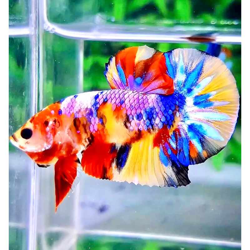 Cupang Plakat Multy Galaxy