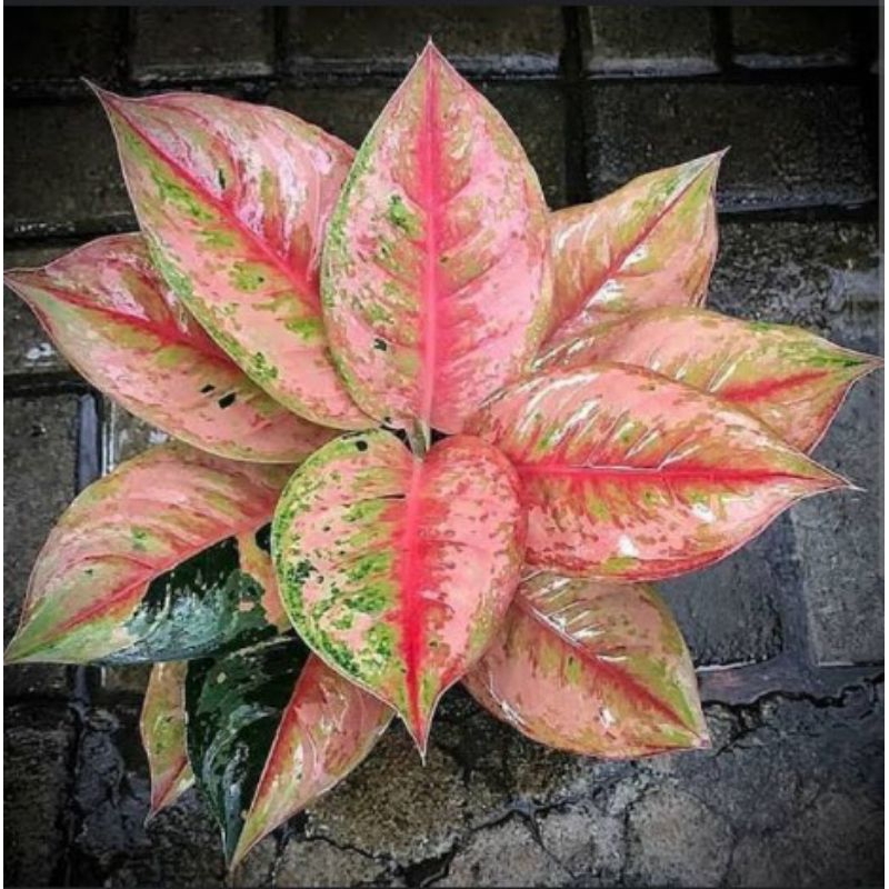 Aglonema Light of Diamond / LOD