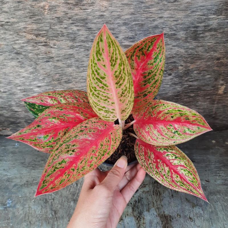 aglonema red legacy