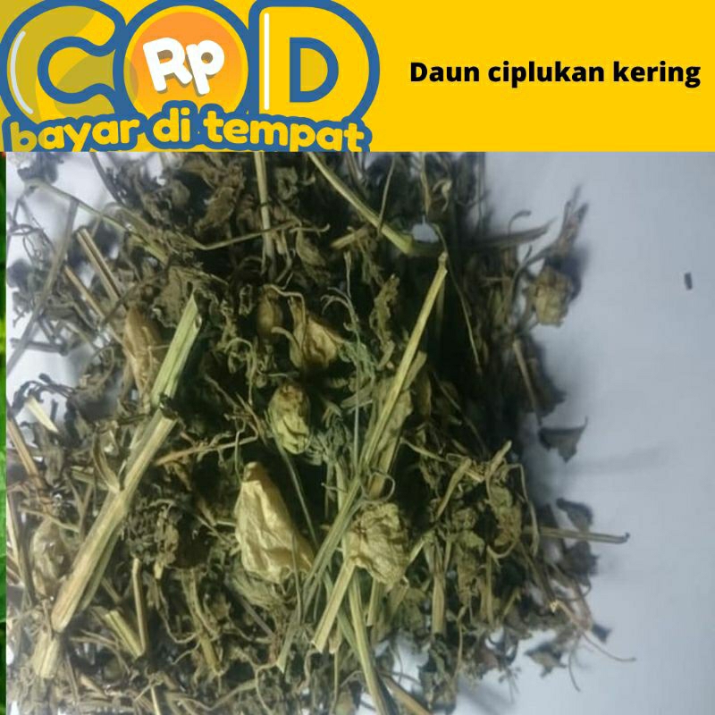 Jual daun ciplukan kering /cecendet 100 gram Shopee Indonesia