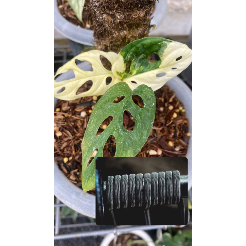TM TANAMAN VARIEGATA