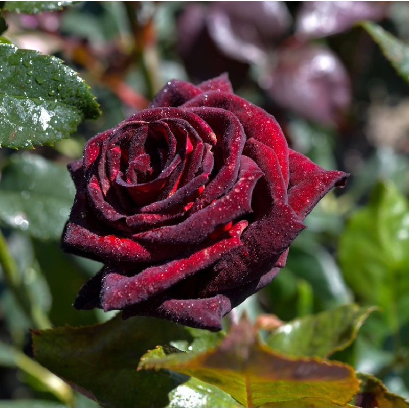 Tanaman Hidup Bunga Mawar BLACK BACCARA-Mawar Hitam-Bunga Mawar Hitam-Mawar cantik-Tanaman mawar