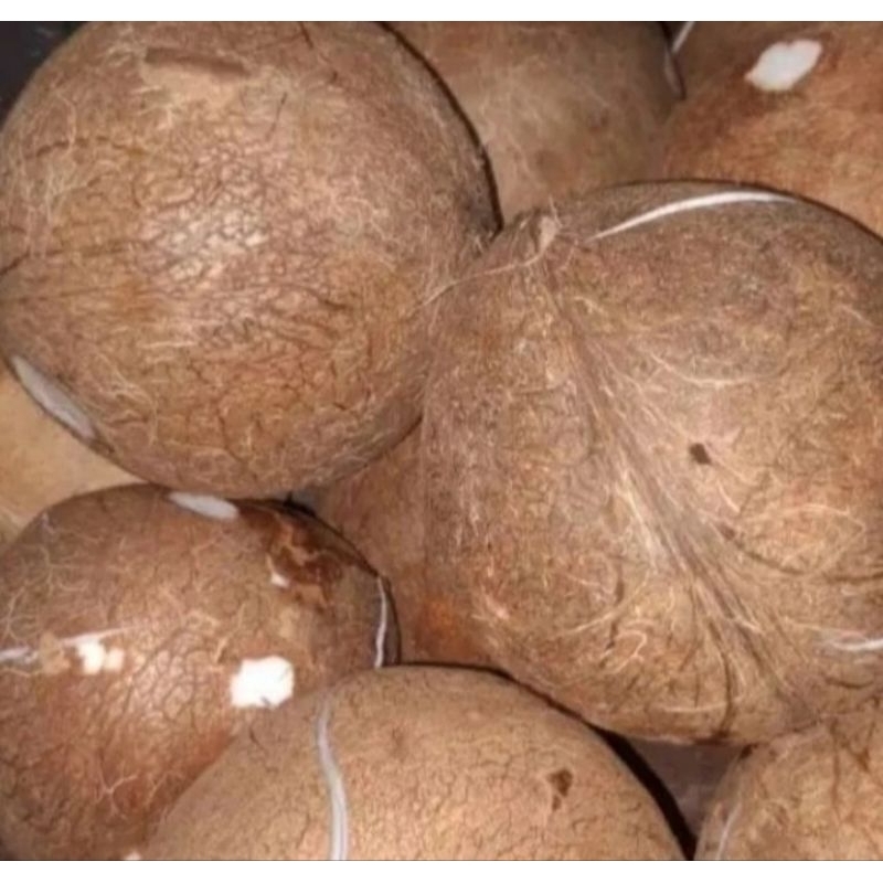 

Kelapa Tua Utuh