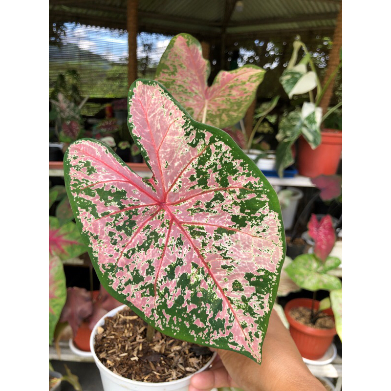 Caladium Pink Beauty