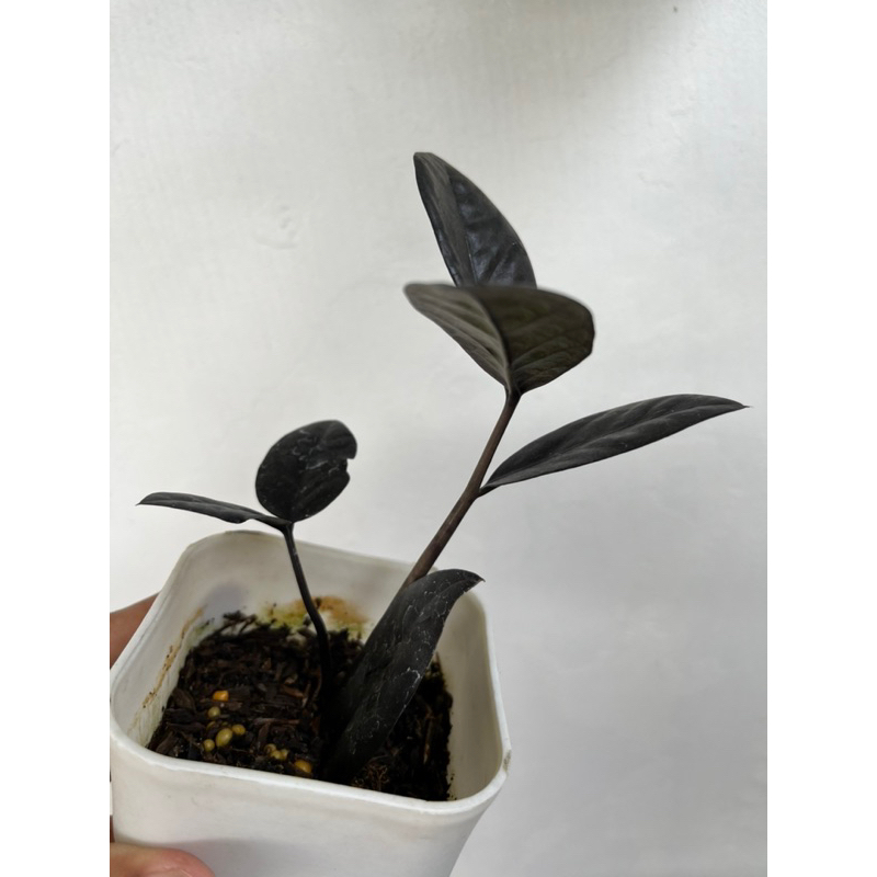 Tanaman Hias ZZ raven ll black