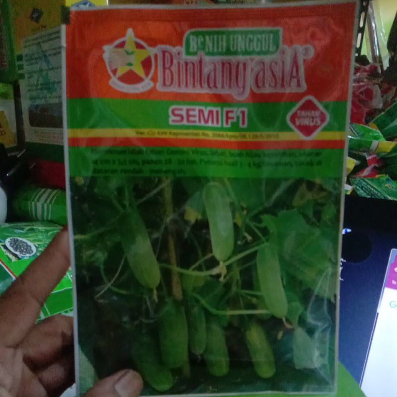 benih timun semi
