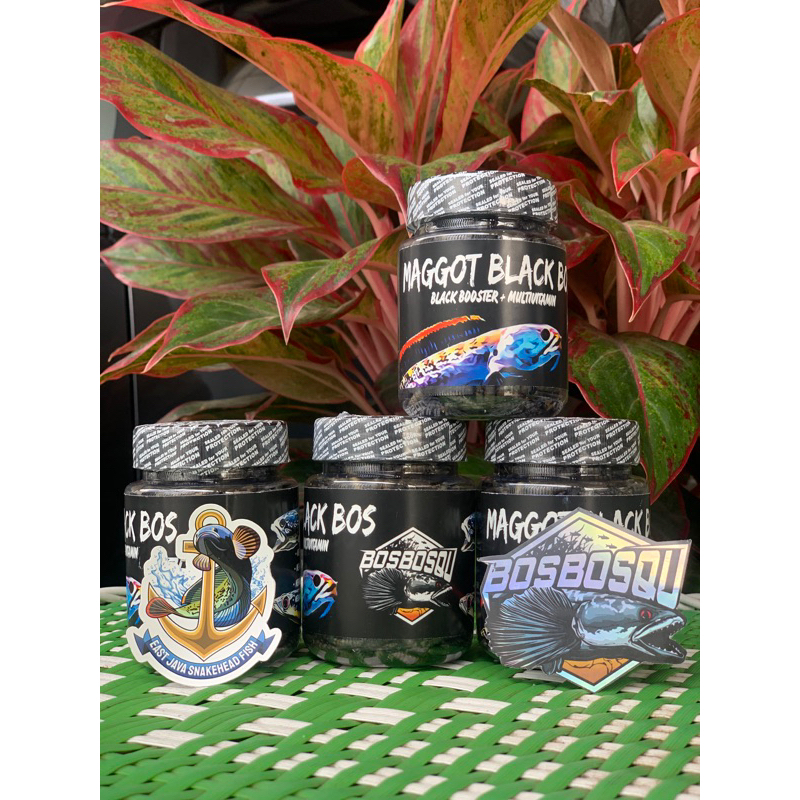 Maggot Black Bos-bos Qu