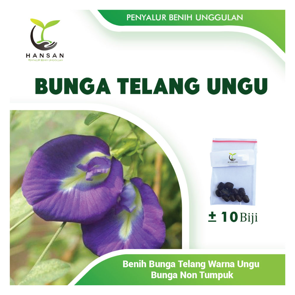 10 Bibit Bunga Telang Ungu Benih Tanaman Bunga Telang Non Tumpuk Mudah