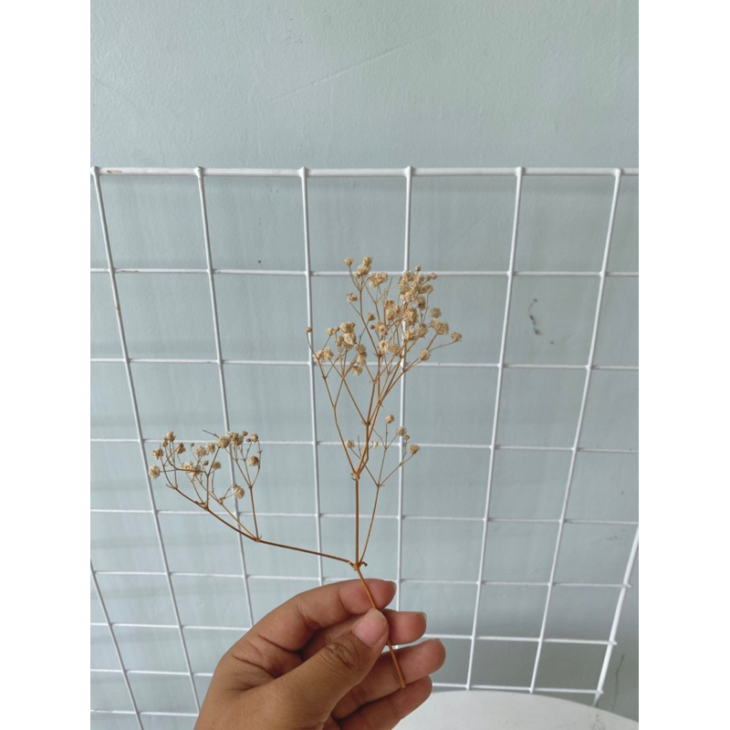 Bunga Baby breath kering