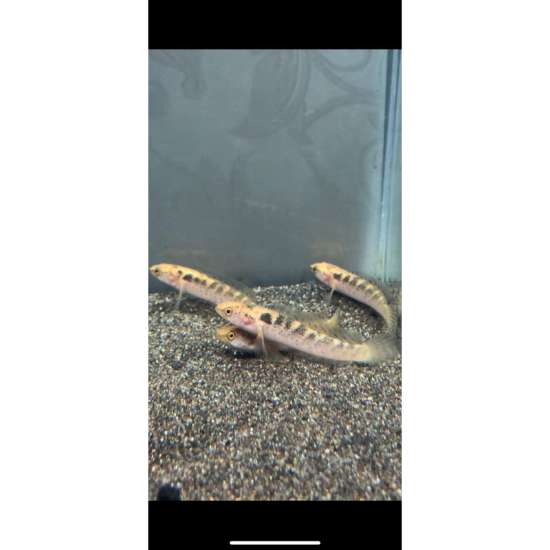 HIASA AQUARIUM CHANA LIMBATA GOLDEN TIGER