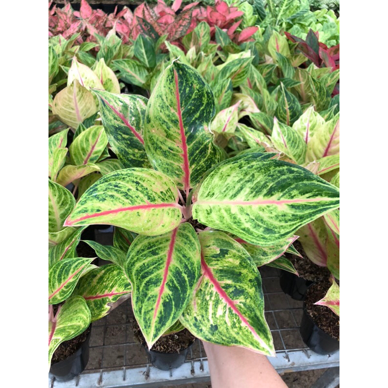 Aglaonema panama golden