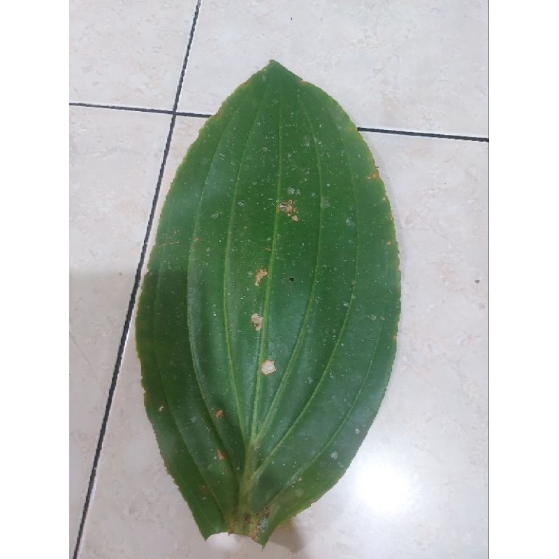 Original DAUN Buah Parijoto ½ Kg (500 Gr) dan 1 Kg (1000 Gr ) Asli Gunung Muria