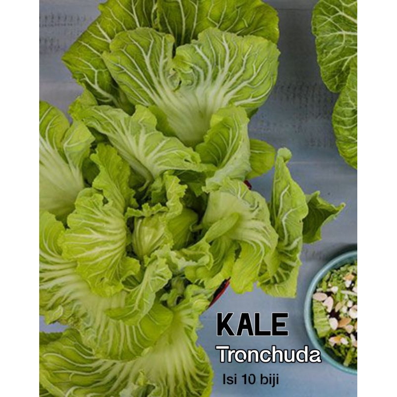 Kale Tronchuda benih heirloom seeds biji