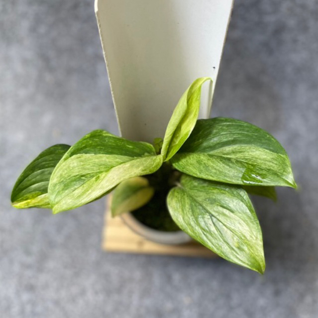 Scindapsus Perakensis Variegata Mint | Scindapsus Varigata