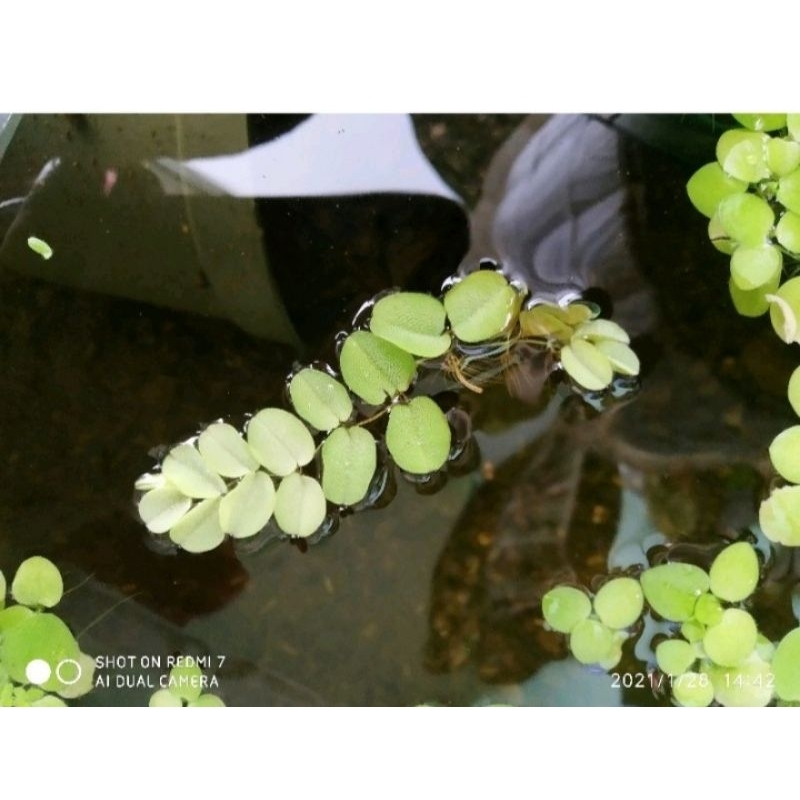 Jual Tanaman Air Salvinia Minima Apung Aquascape Shopee Indonesia