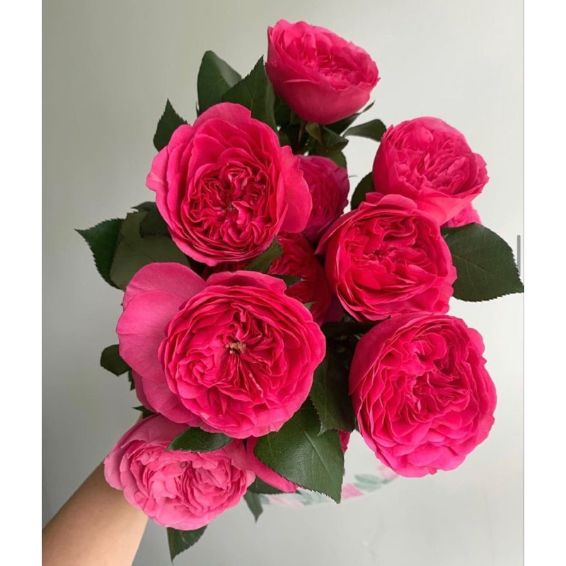 Tanaman Hidup Bunga Mawar Import ALL FOR LOVE-Mawar Wangi-Mawar Pink-Mawar cantik-Mawar hidup