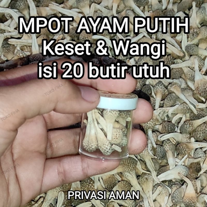 

MPOT AYAM PUTIH | Keset & Wangi | MPOT PUTIH ALBINO - isi 20 biji utuh