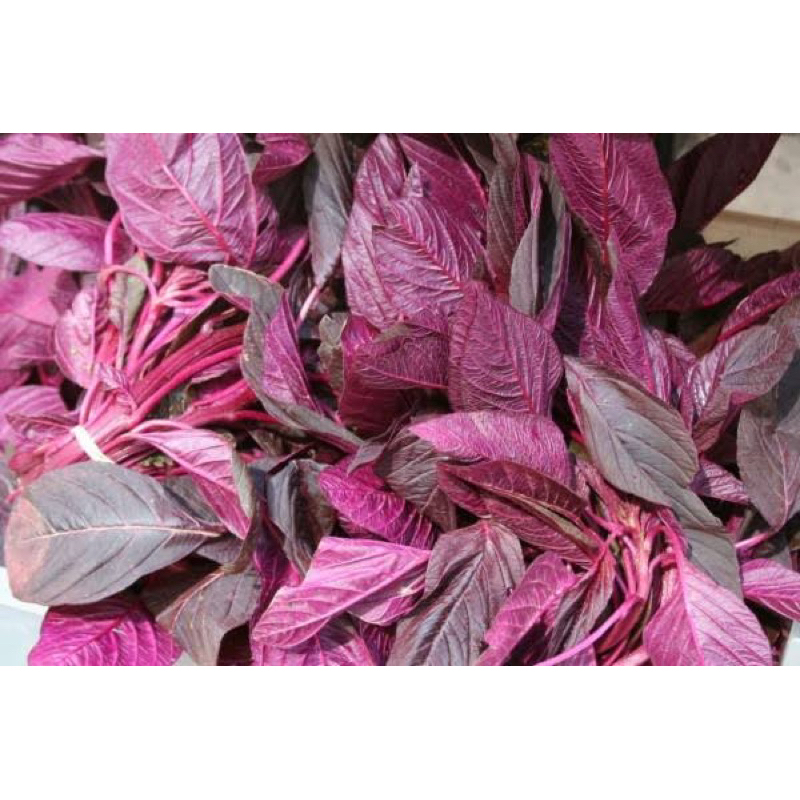 

Bayam Merah / Ikat