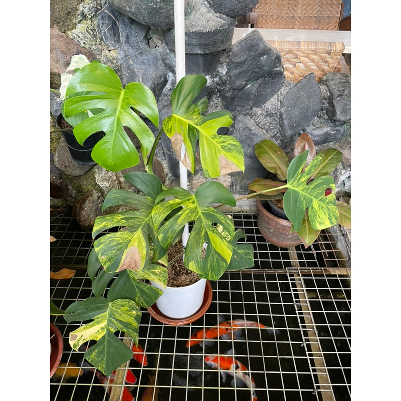 Monstera marmorata varigata