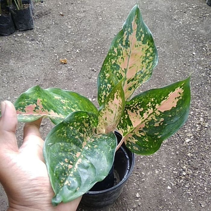 Tanaman Hias Hidup/Kochin Hijau/Bisa COD atau Bayar ditempat/Tanaman Aglonema/Tanaman Harga Promo/Ta