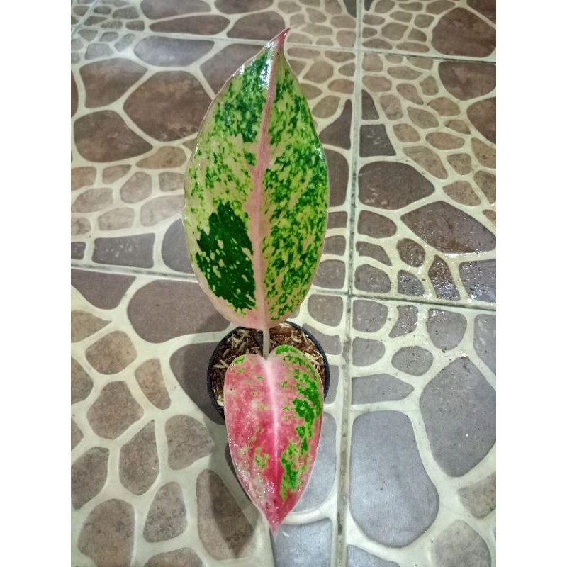 promo tanaman hias live baby aglonema striptis mutasi