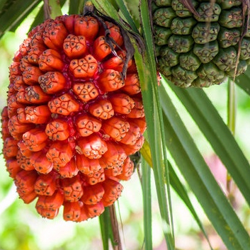 

BUAH PANDAN LAUT OBAT HERBAL TURUNKAN KOLESTEROL DAN CEGAH DIABETES