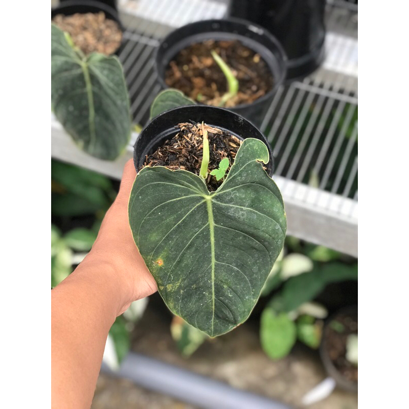 Philodendron Melanochrysum Narrow(DaunPanjang)