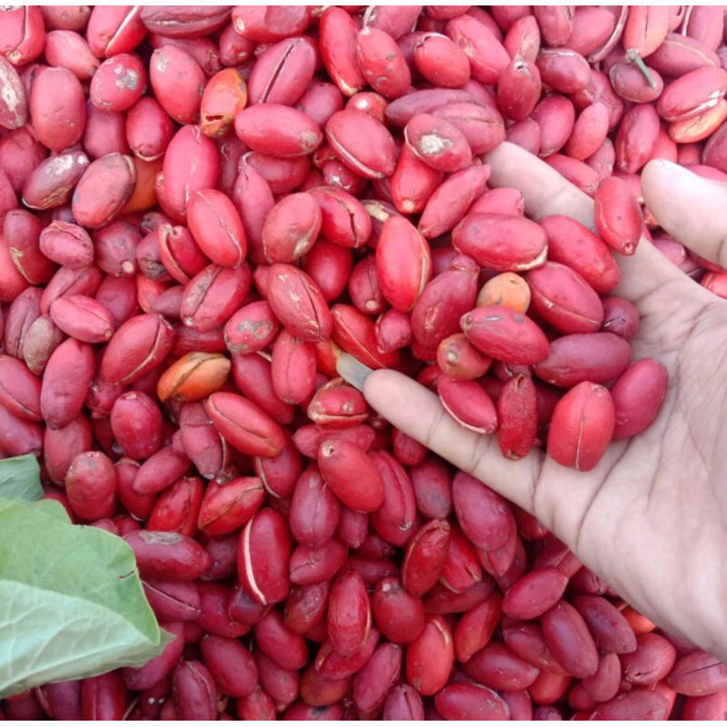 

Kulit Melinjo 250Gram