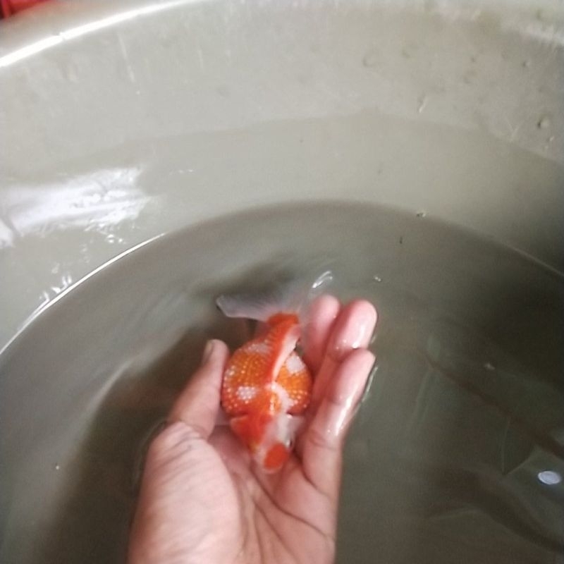 IKAN KOKI MUTIARA SIZE L