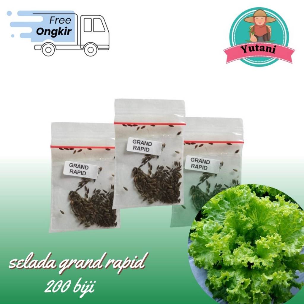 Jual Benih Biji Seed Selada Hijau Keriting Grand Rapids Hidroponik Bibit Sayur 200 Biji Kemasan