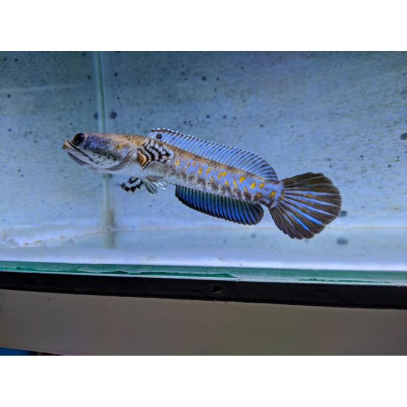 BLUE PULCHRA ±7CM sehat dan aktif (dekorasi aquarium)