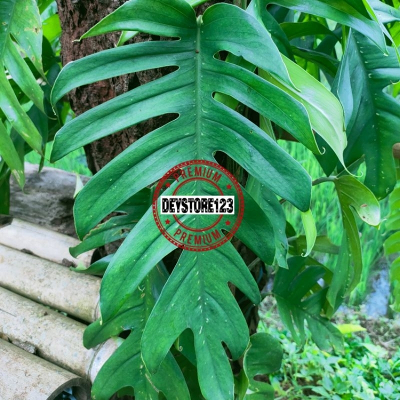 

Daun ekor naga segar 1 kg Pesen Langsung petik