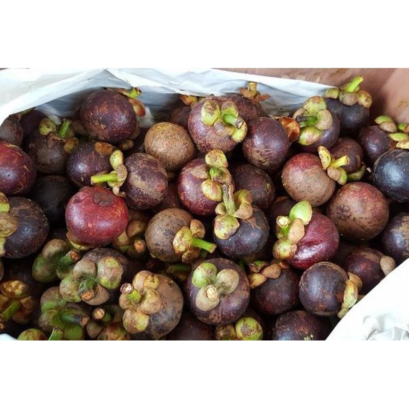 

Buah Manggis 1kg (REGULER & KARGO)