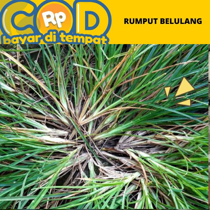 

Rumput belulang/suket lulangan dipetik saat di pesan 500 gram