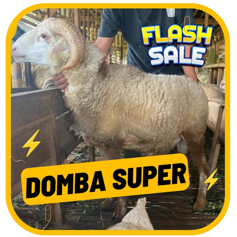 

Kambing Domba Super - Supllier Qurban Jakarta
