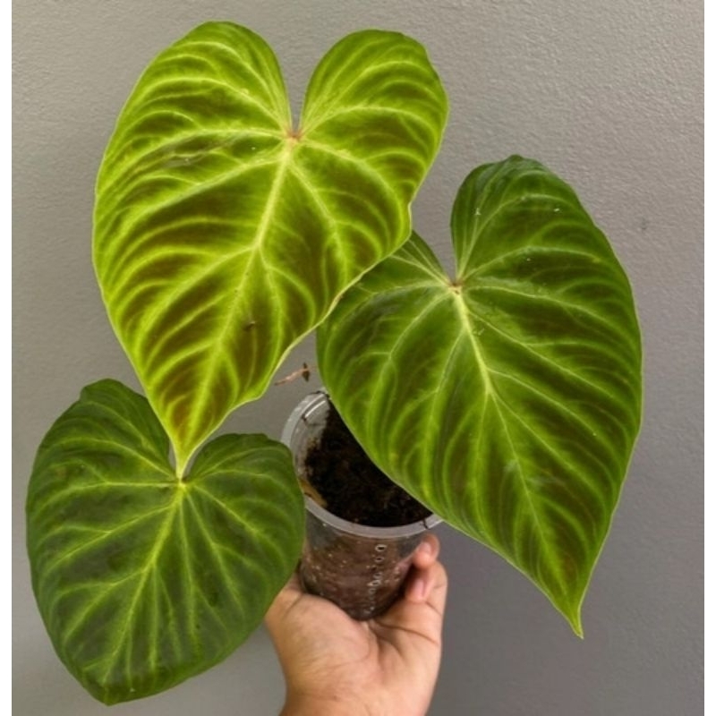 Tanaman Philo verucosum