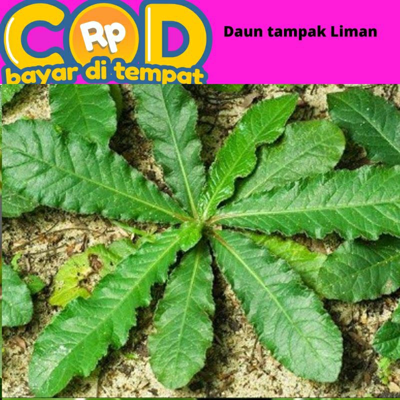 

daun tapak Liman segar beserta akar akarnya 500 gram