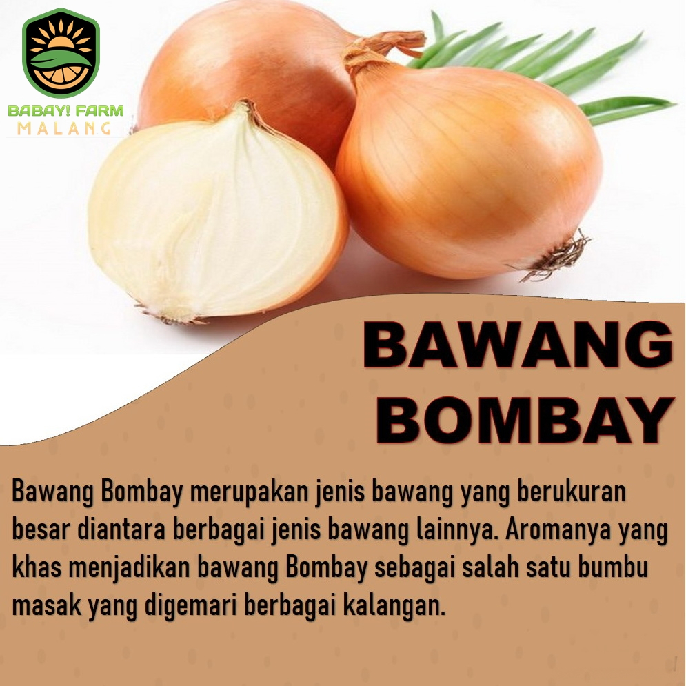 

Bawang Bombay 1 KG