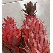 Nanas merah nanas hutan segar perbuah