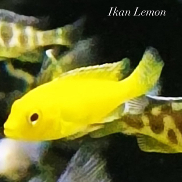 Ikan Hias Lemon