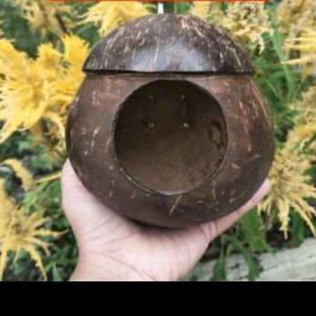 GLODOK BAJING BATOK KELAPA