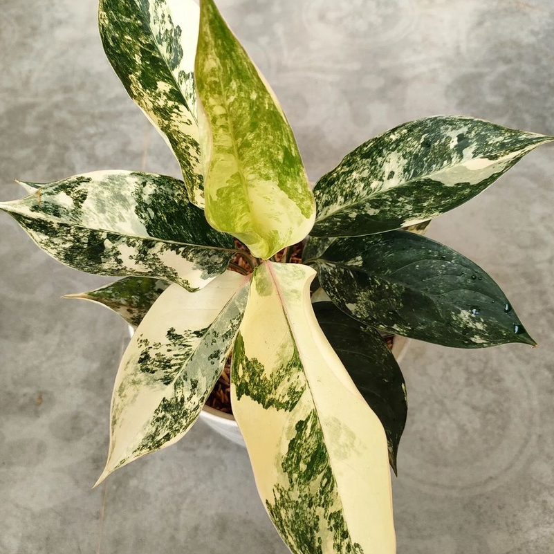 *PROMO* Aglonema Siam Jade Varigata