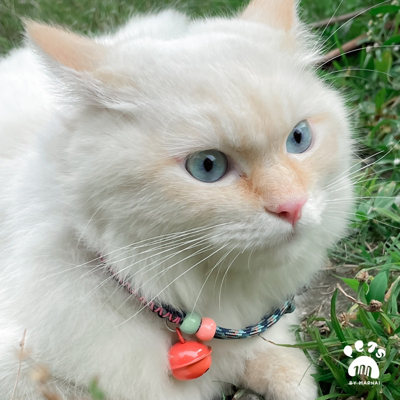 chio cat collar by marnai.id /kalung kucing