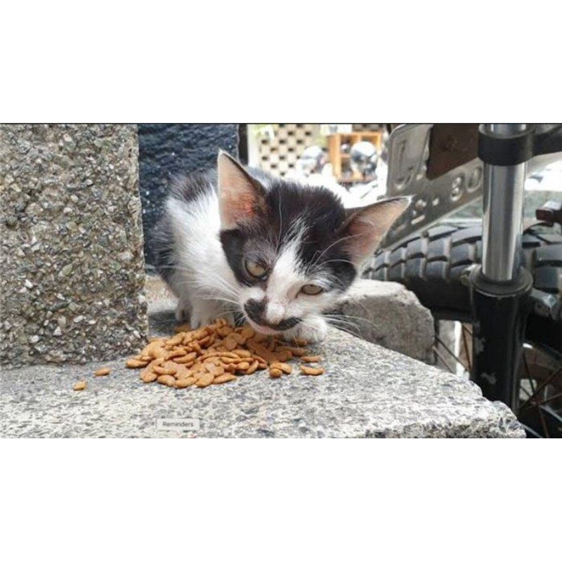 

bantu makan kucing jalanan