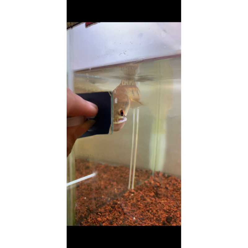 yellow Sentarum 19-20cm